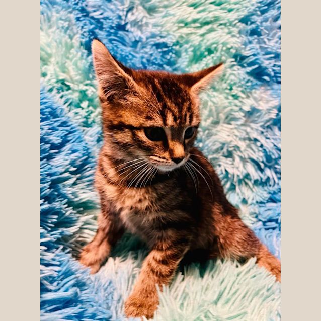 Photo of Maris   Located In Cranbourne