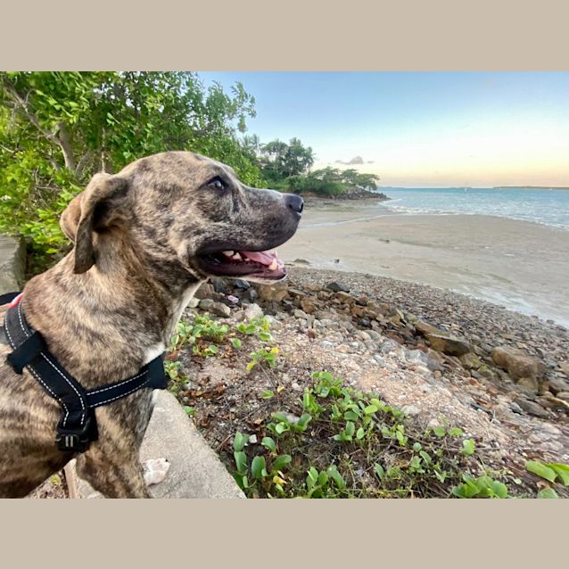 Photo of Enzo (Rabbit)