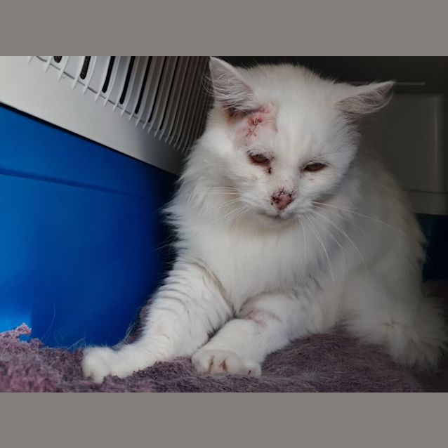Photo of Frosty
