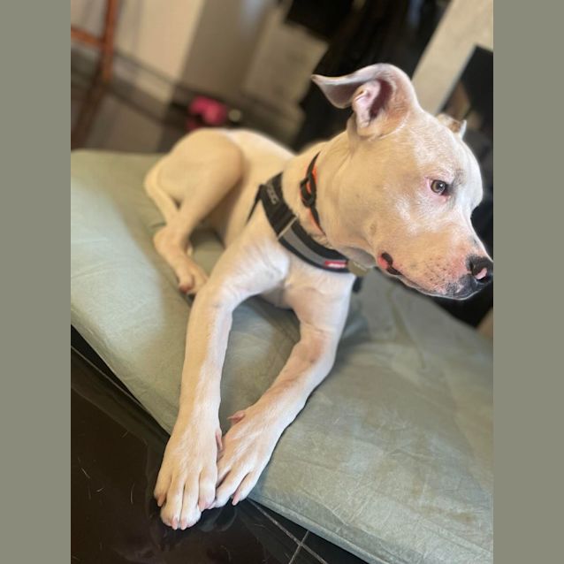 Photo of Spirit Jubbington