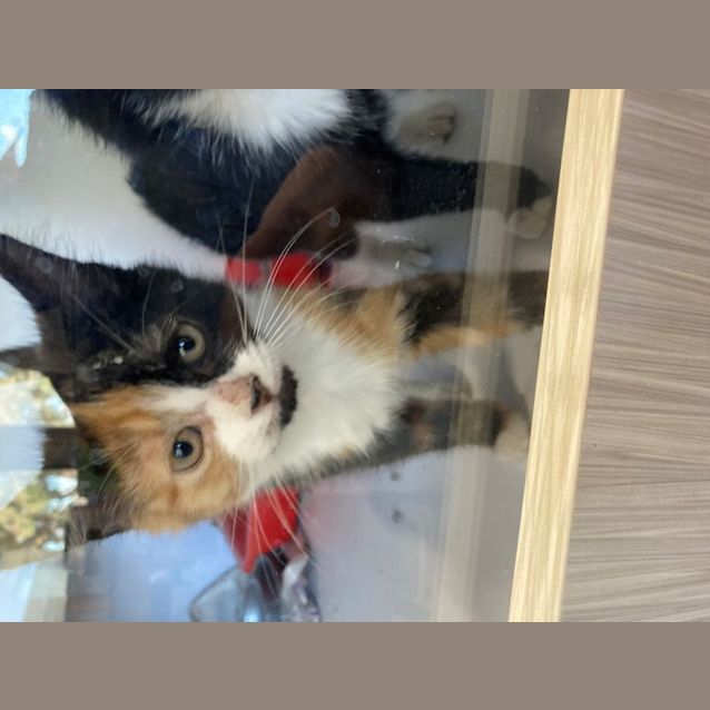 Photo of Willow