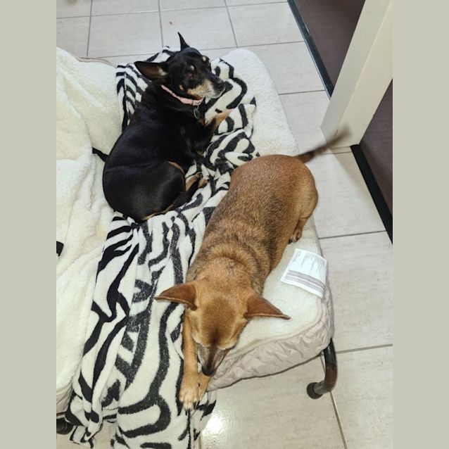 Photo of Peggy Sue & Ricky