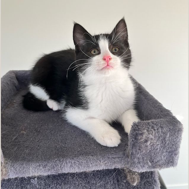 Photo of Papaya