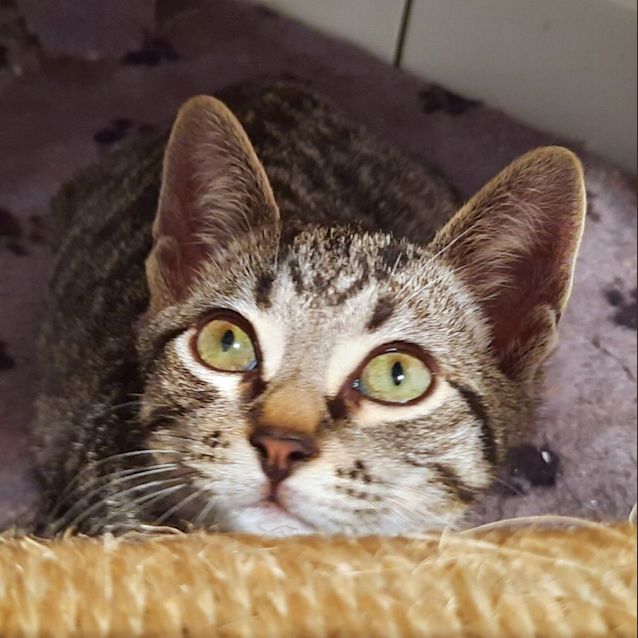 Photo of C1055 Drizzle