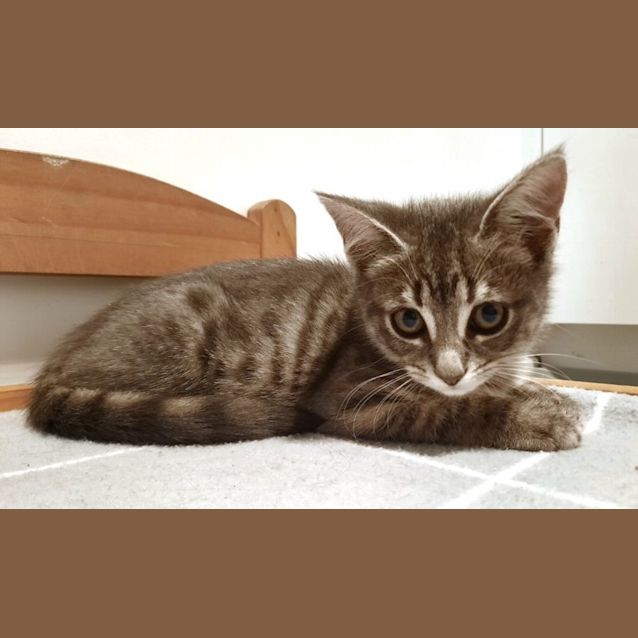 Photo of C1057 Misty