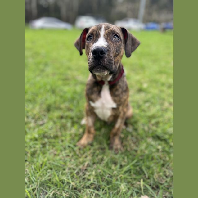 Photo of Bazzapup