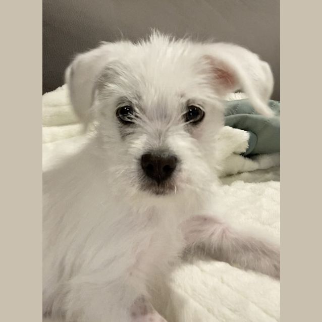 Photo of Mali ( Was Marshmallow