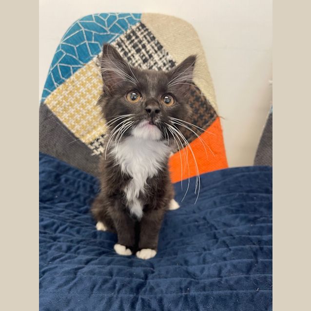 Photo of Paddle