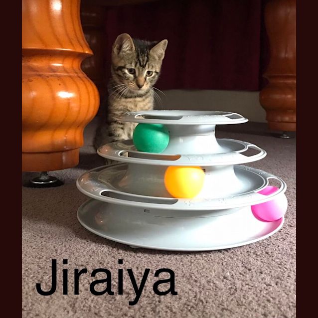 Photo of Jiraiya