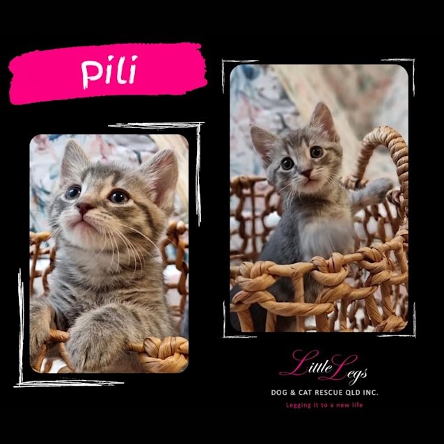 Photo of Pili