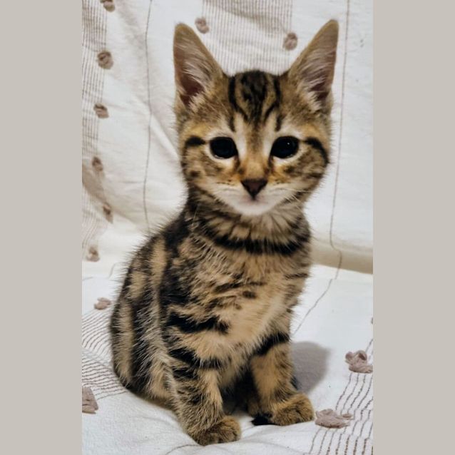 Photo of Squeak