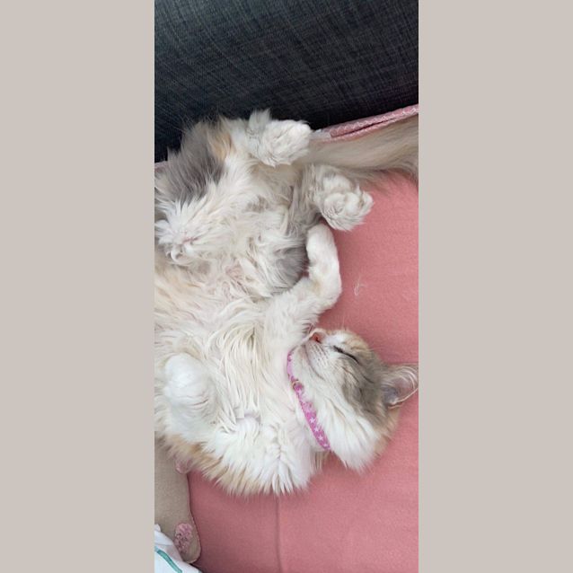 Photo of Callie