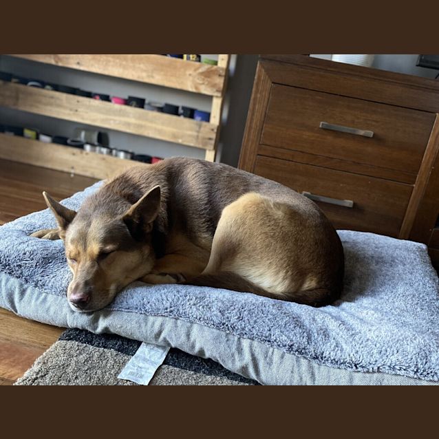 Photo of Chase
