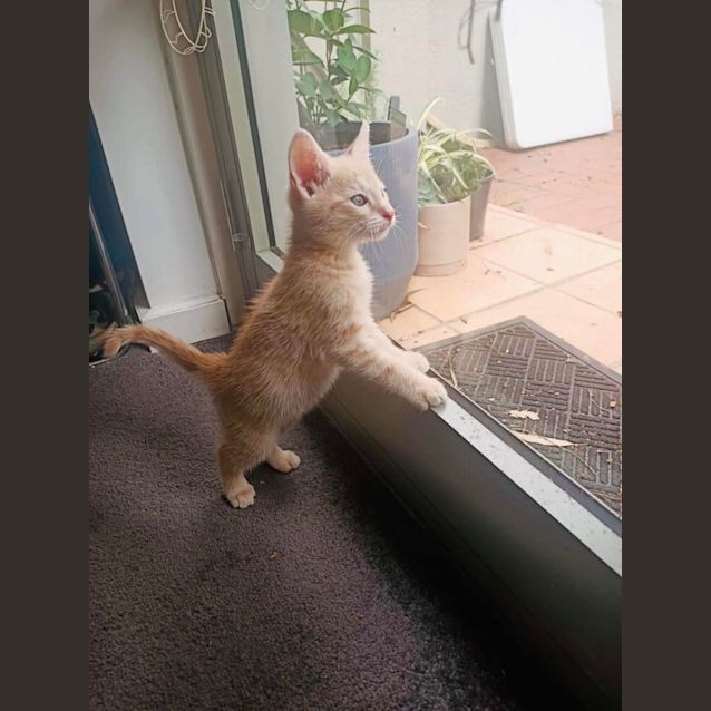 Photo of Barney Banana