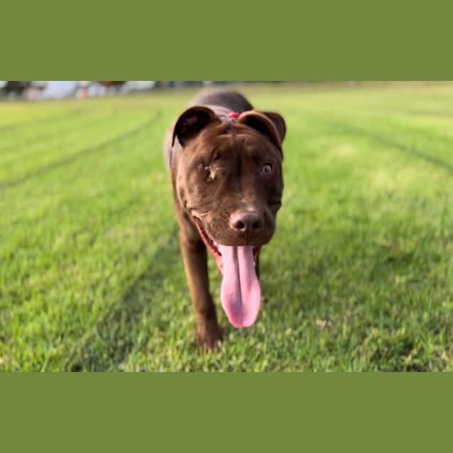 Photo of Riley ~ 6mo Staffy X Kelpie(on Trial 25/7/22)