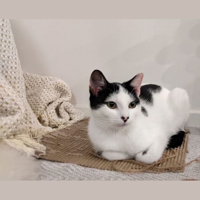 Photo of Bambi & Thumbelina