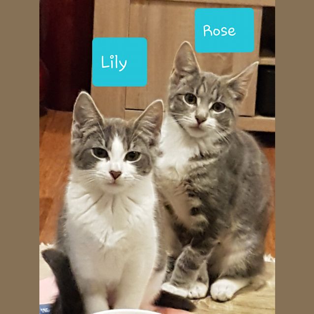 Photo of Rose (And Lily)