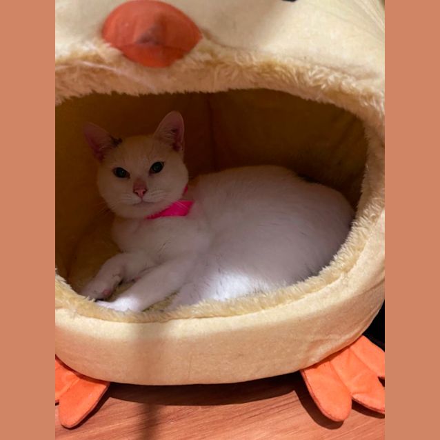 Photo of Chip Meet Me At Petstock Chelsea 