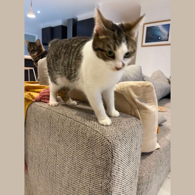 Photo of Maisey ~ Meet Me At Petstock Chelsea