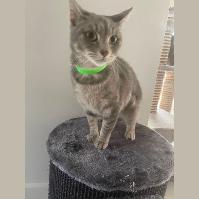 Photo of Sadie Meet Me At Petstock Chelsea