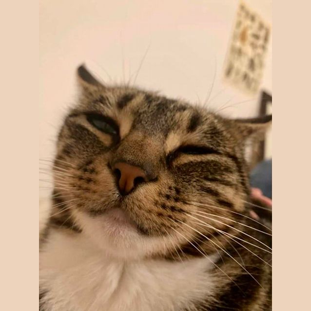 Photo of Gremlin