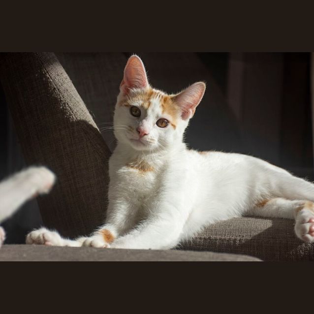 Photo of Professor Lockheart ^^Dandy Cat Rescue^^