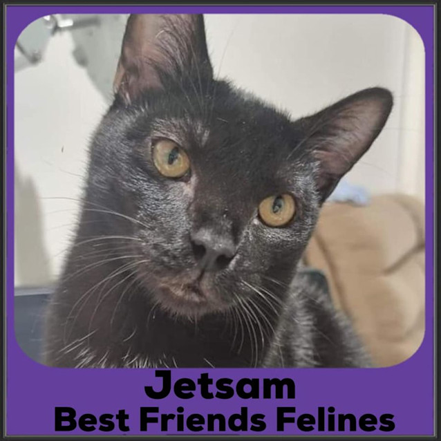 Photo of Jetsam 