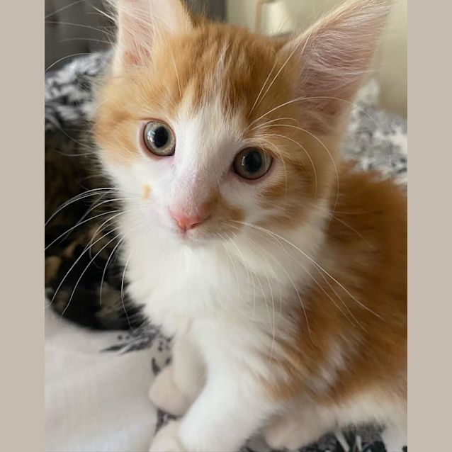 Photo of Taco & Butterscotch