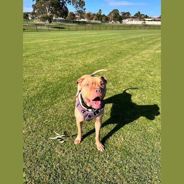 Photo of Sampson