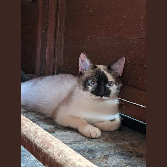 Photo of Latte