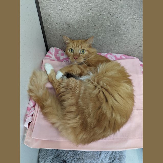 Photo of Rusty