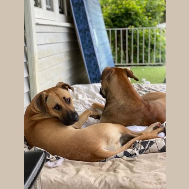 Photo of Paro / Sita / Paro / Sita