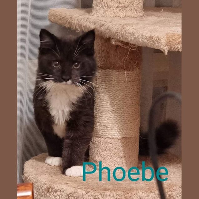 Photo of Phoebe 