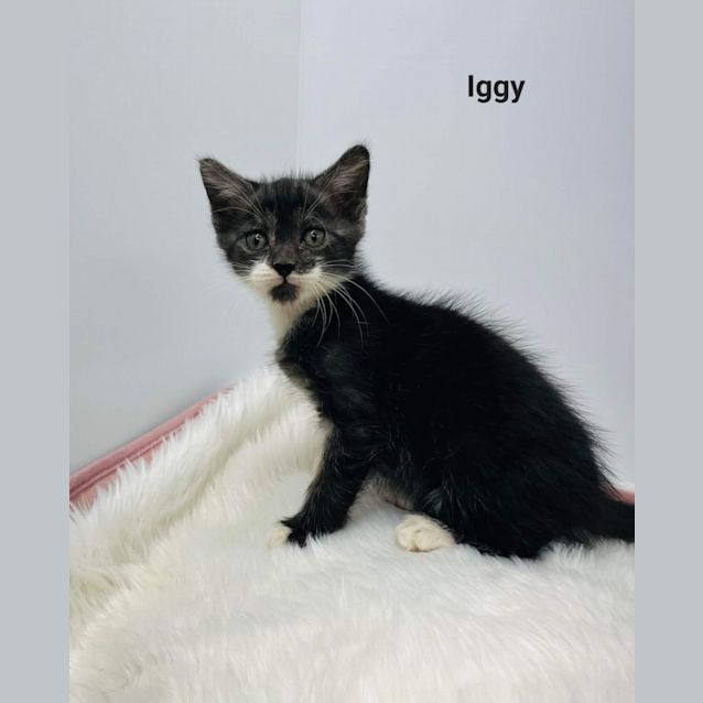 Photo of Iggy