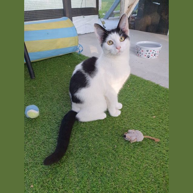 Photo of Daisy