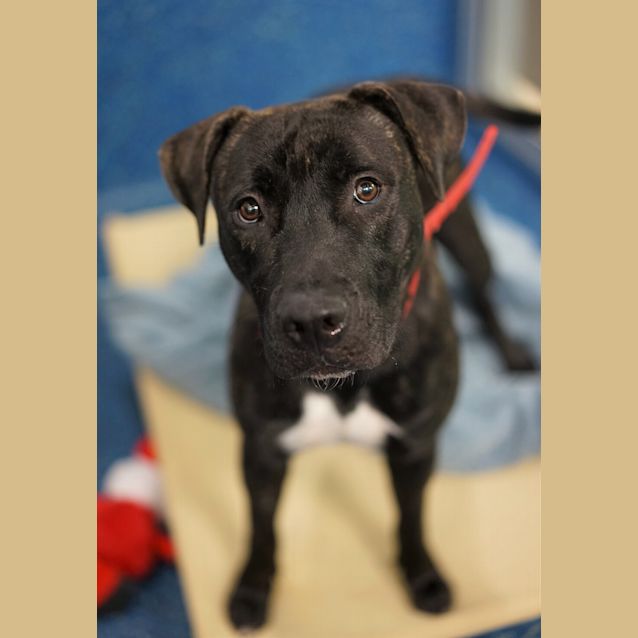 Photo of Buddy