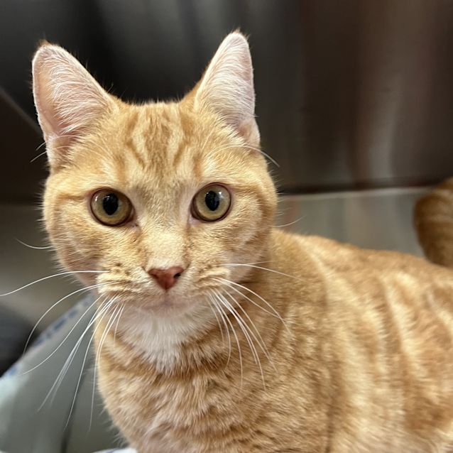Photo of Wicket