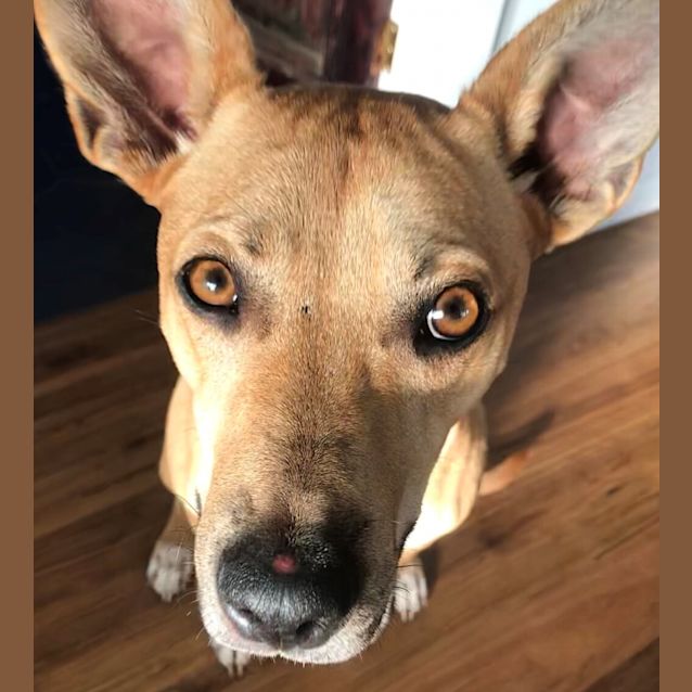 Photo of Willow