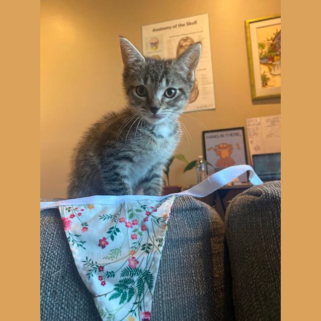 Photo of Elsie   8 Week Old (On Trial 11/06/2022)