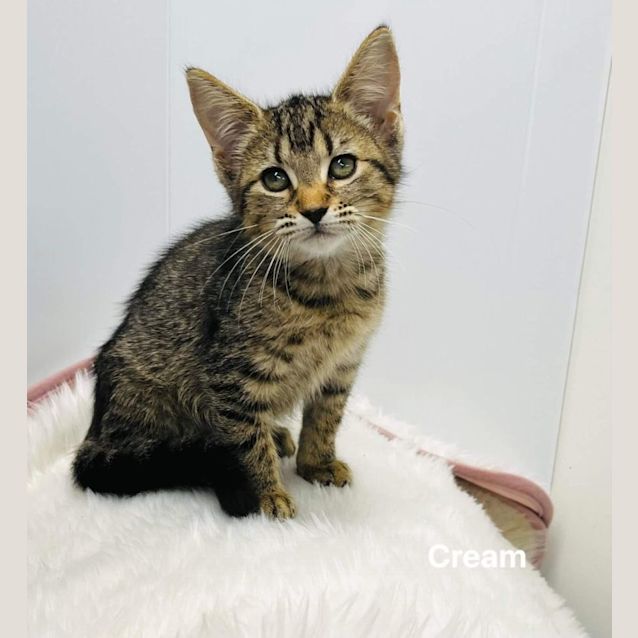 Photo of Cream