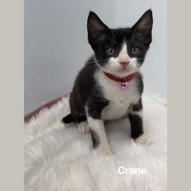 Photo of Crane