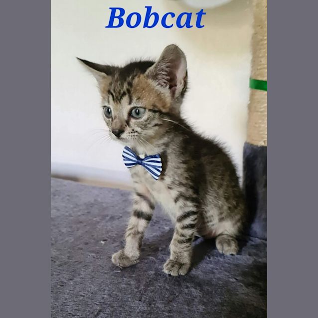 Photo of Bobcat