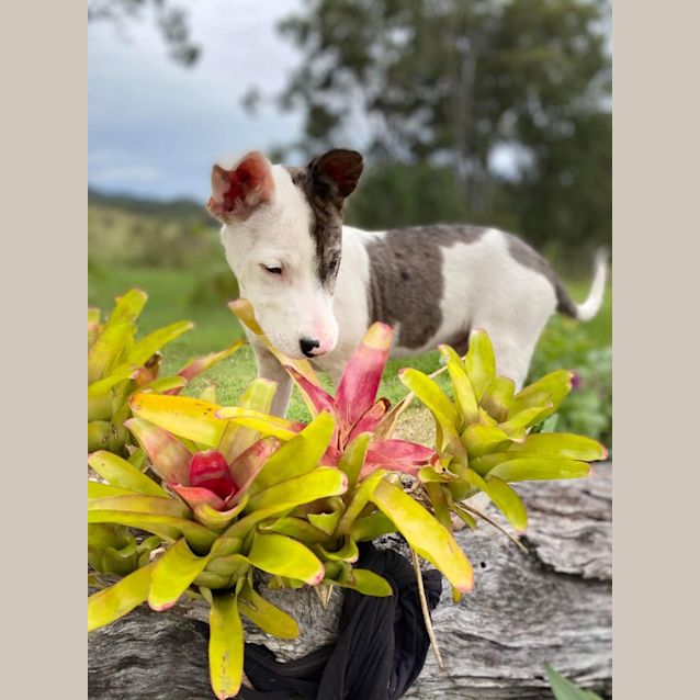 Photo of Scout