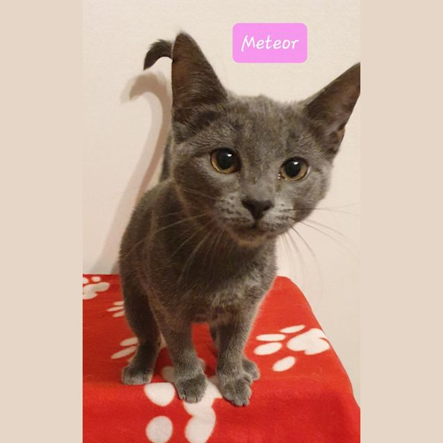 Photo of Meteor
