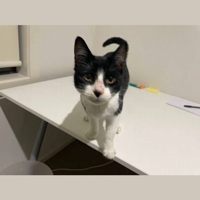 Photo of Cheeky Monkey