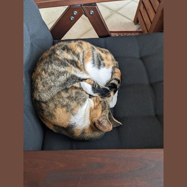 Photo of Tigger