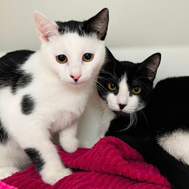 Photo of Fava & Heinz