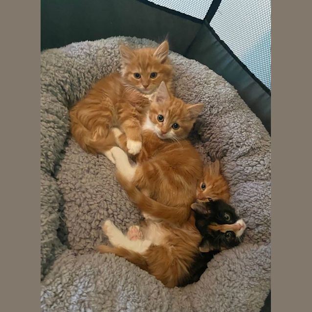 Photo of Joey**2nd Chance Cat Rescue**