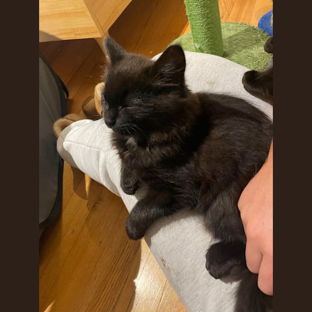 Photo of Lando **2nd Chance Cat Rescue**