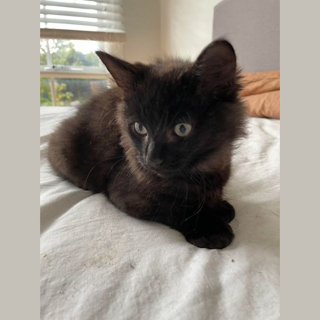 Photo of Carlos ** 2nd Chance Cat Rescue**